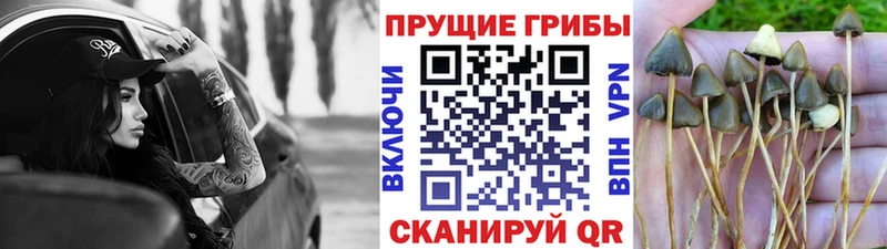 Галлюциногенные грибы прущие грибы  Фокино 